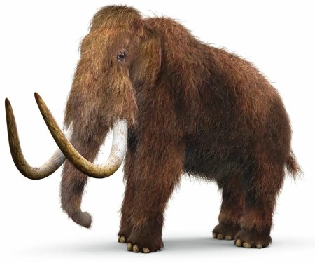 Woolly mammoth