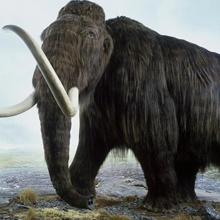 Mammoth prehistoric