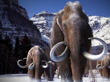 Mammoth tusk