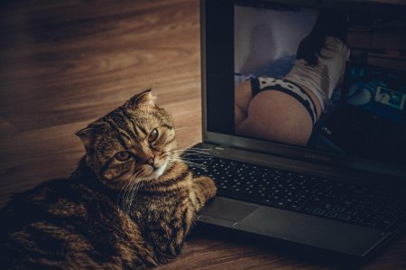 Попка котика