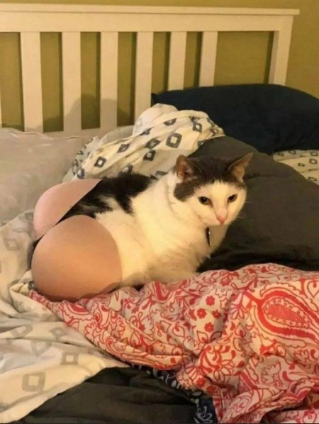 Милые котики смешные