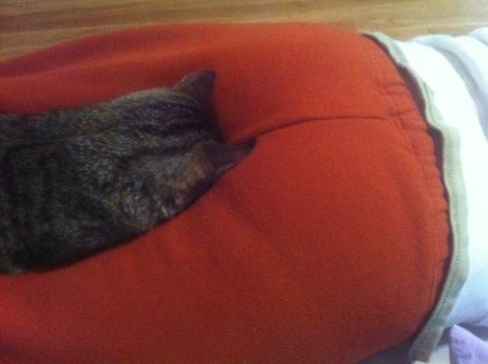 Попа котика