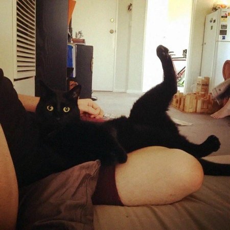 Кошка лежит на коленях