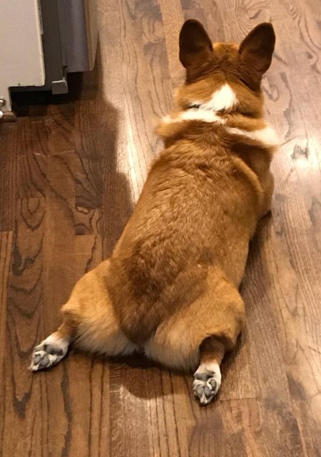 Вельш корги сзади