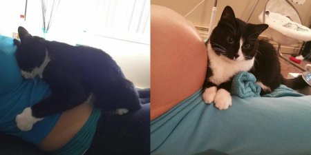 Котики животики