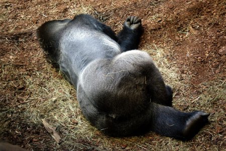 Горилла лежит