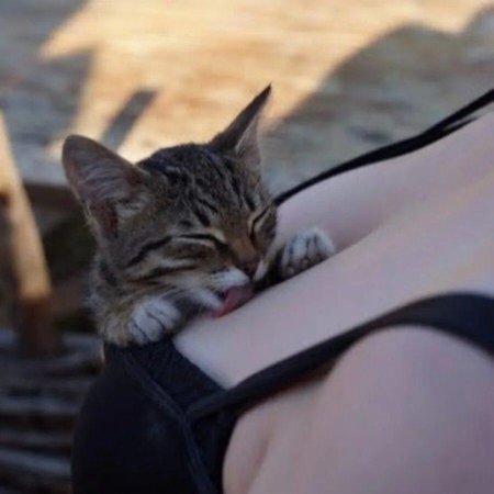 Сиськи кота