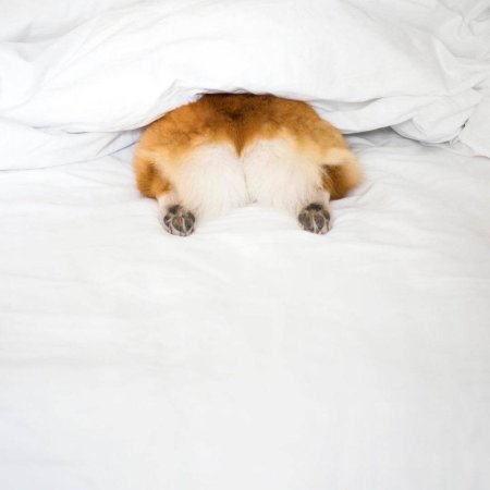 Корги и шпиц