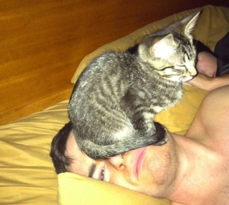 Кот сидит на лице