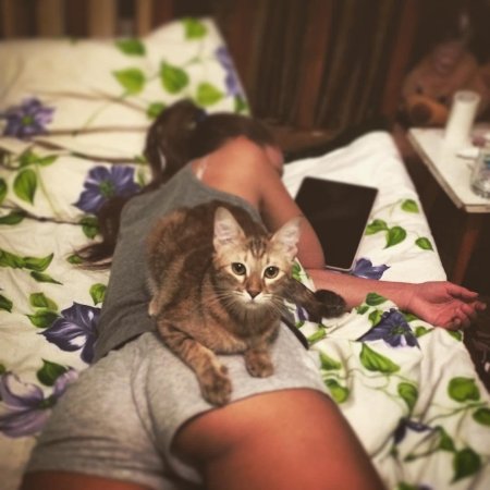 Кот лежит на девушке