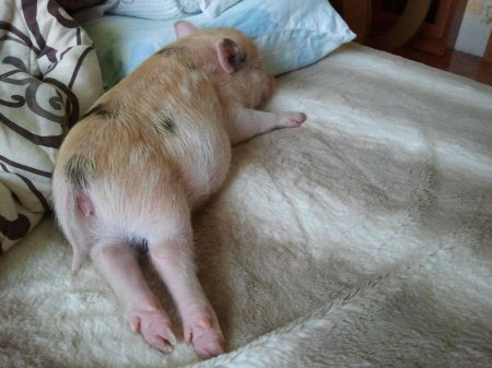 Спящий поросенок