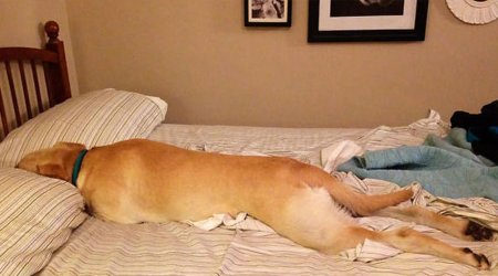 Собака спит в постели