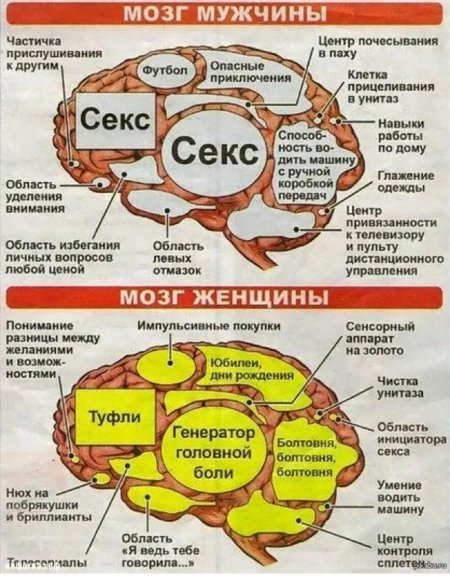 Мозг женщины
