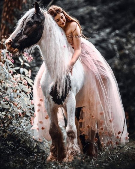 Лошади красивые