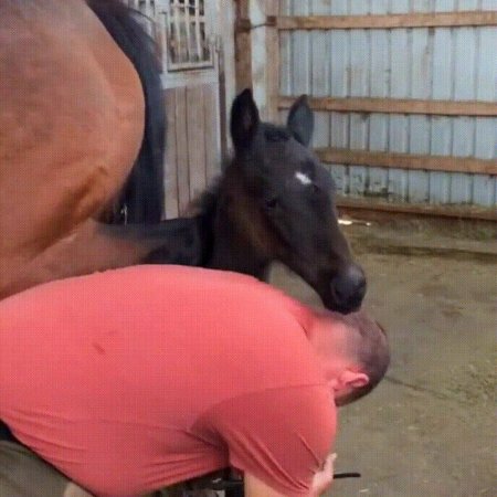 Лошади фотографии