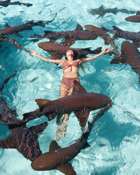 Акулы няньки на Мальдивах