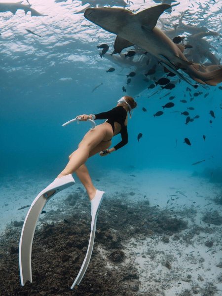 Акула нянька на мальдивах