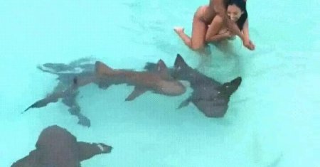 Девушка плавает с акулами