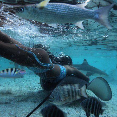 Рава Рэй Королева скатов