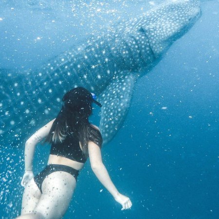 Китовая акула на Мальдивах