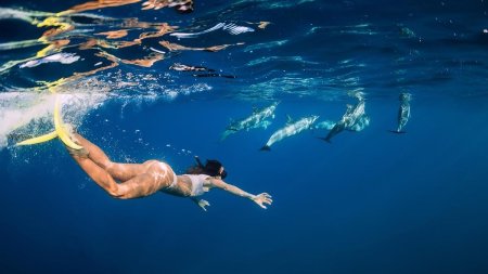 Плавание с дельфинами Маврикий