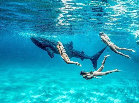 Китовая акула Мальдивы снорклинг