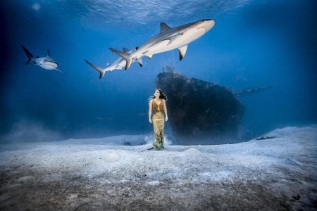 Фотосессия с акулой
