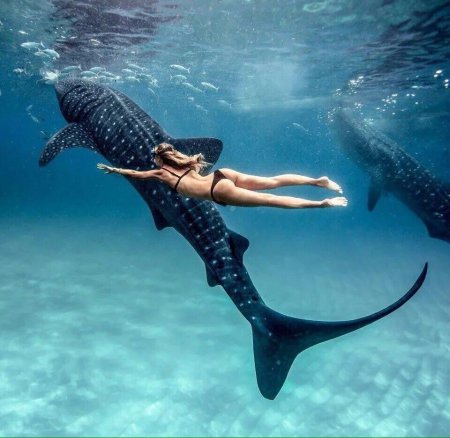 Китовые акулы Филиппины