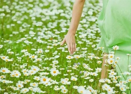 Девушка с ромашками