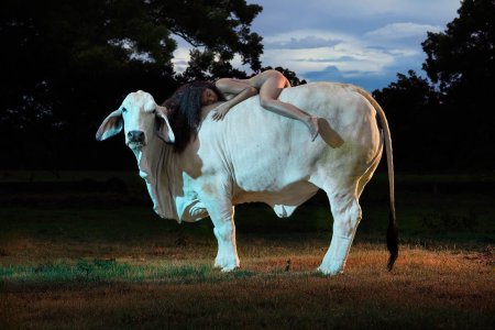 Красивый бык