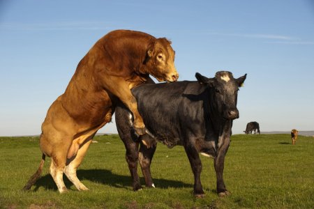 Корова и бык