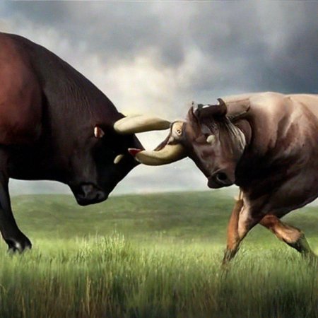 Быки и коровы