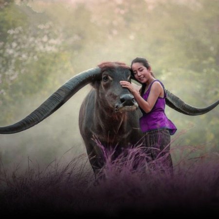 Девушка на буйволе
