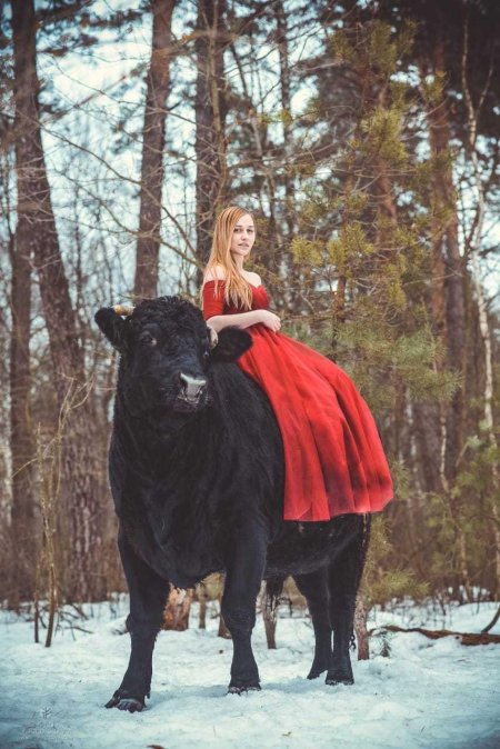 Девушка на быке