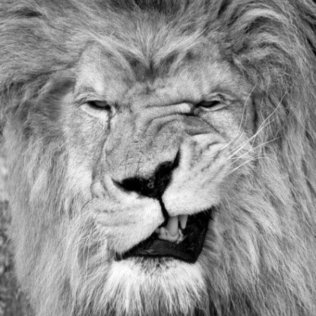 Оскал льва