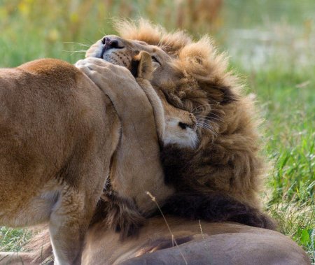 Лев и львица
