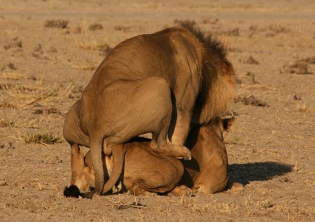 Лев оплодотворяет львицу