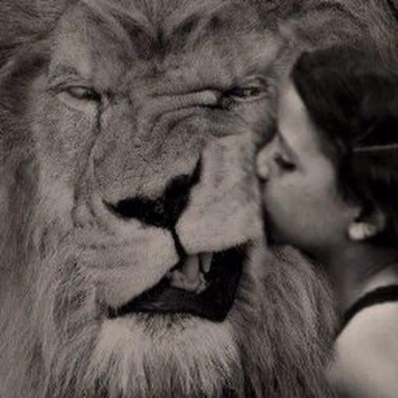 Лев и львица
