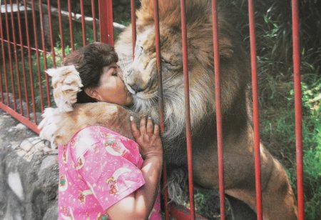 Лев в зоопарке