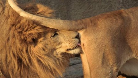 Лев кусает львицу