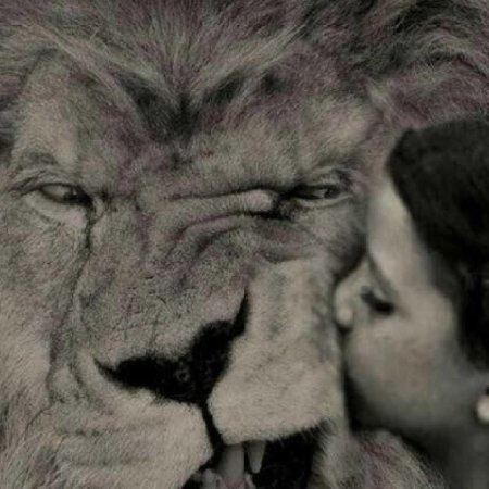 Лев и львица любовь