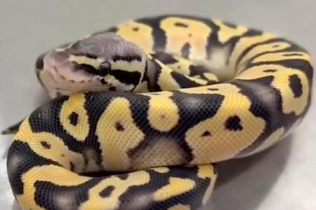 Змея королевский питон