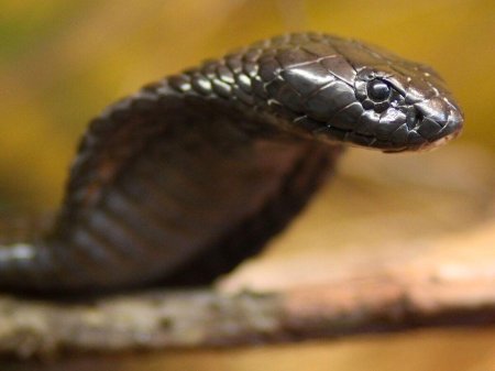 Египетская королевская кобра