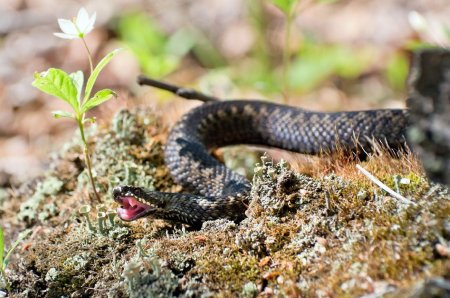 Обыкновенная гадюка vipera berus