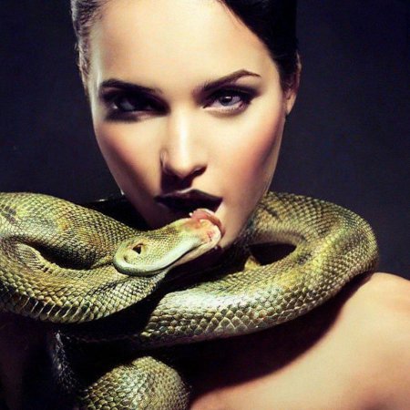 Змея красивая