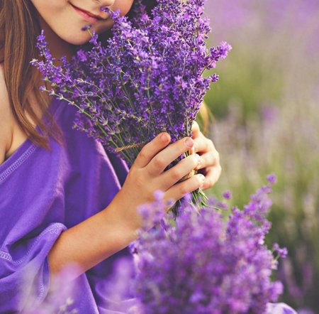 Лаванда в руках