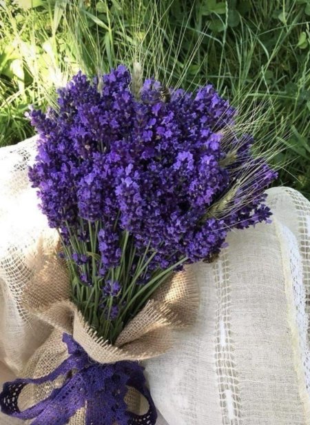 Лаванда фиолетовая