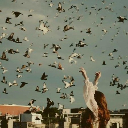 Улетали птицы