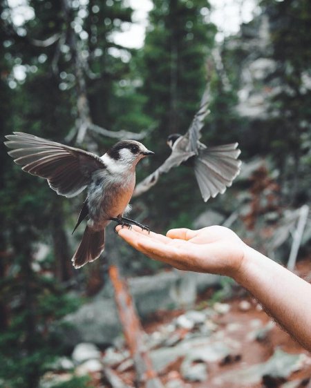 Птицы Эстетика