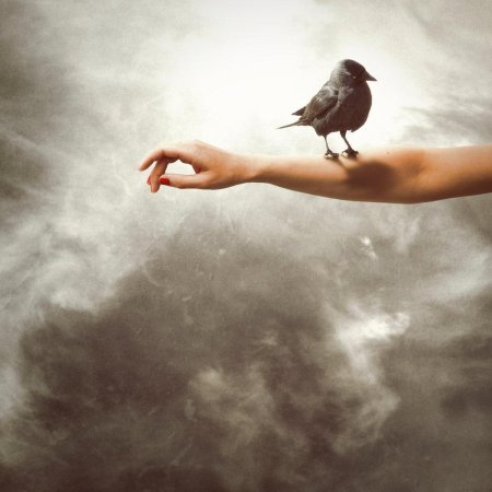 Птица галка